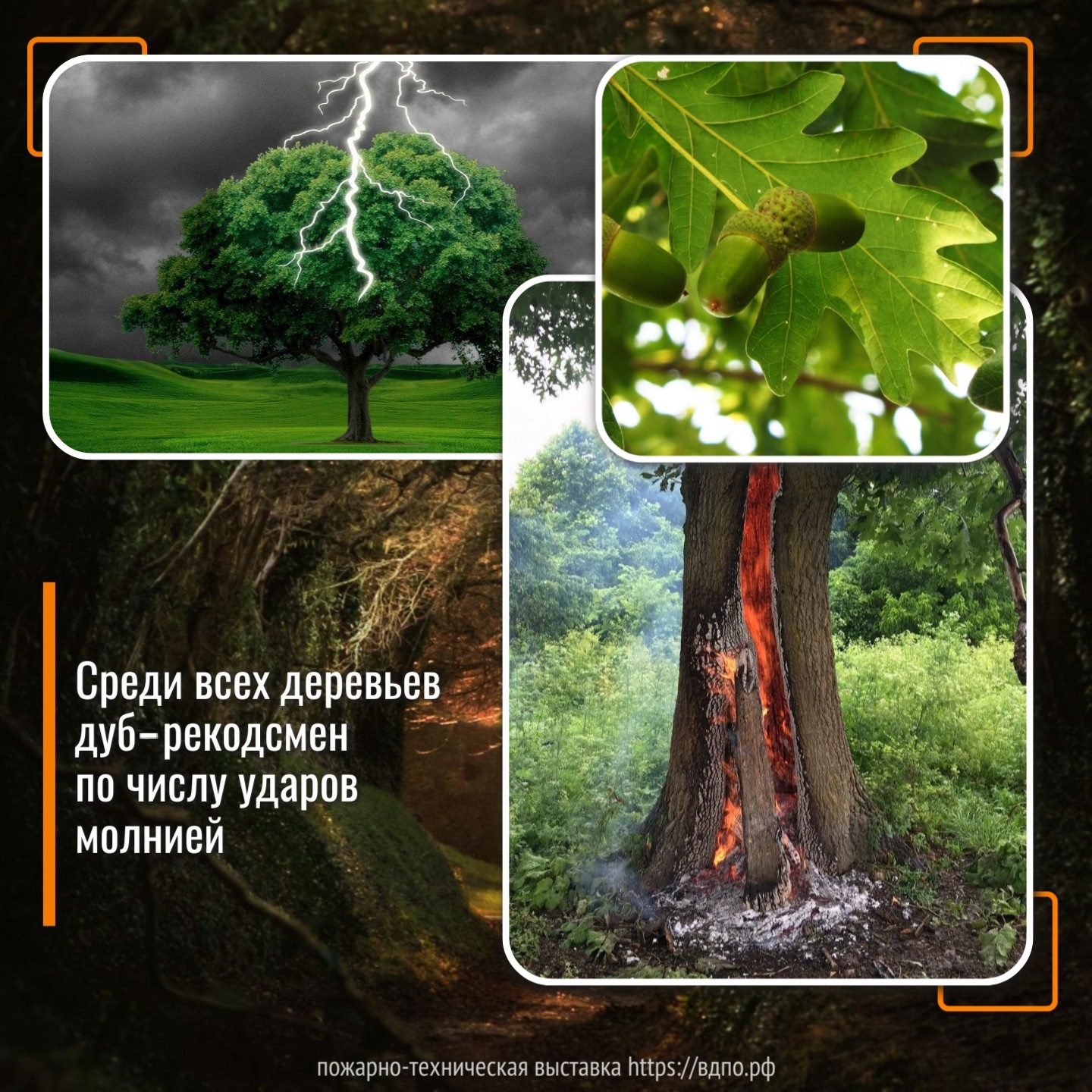 В какие деревья молния попадает чаще всего. Это интересно! Интересные  (занимательные) факты о пожарных, спасателях, добровольцах на портале  ВДПО.РФ